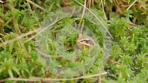 Brown frog sitting in ambush on green moss. ItÂ´s a spring frog.