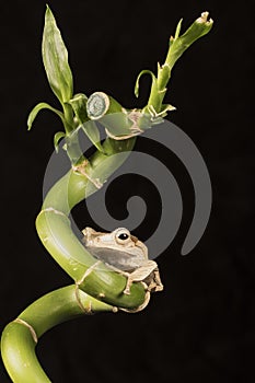 Brown frog sitting on bamboo branch