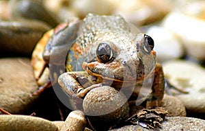 Brown Frog