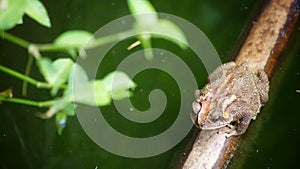 A brown frog standing on dry bamboo