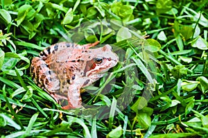 Brown frog, a toad in wet grass in a meadow bog.