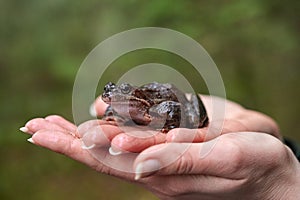 Brown frog in woman`s hands