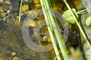 Brown frogs or real frogs Rana. Toad swim among green tina in dirty pond water