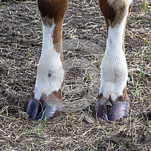 Brown front hooves of a cow standing in a dry meadow
