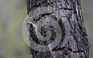 Brown-fronted woodpecker