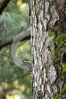 brown fronted woodpecker or Leiopicus auriceps bird on pine tree trunk during winter migration season at foothills of himalaya