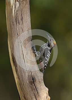 Brown Fronted Woodpecker at Sattal lake,Uttarakhand,India photo