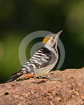 Brown-fronted Woodpecker on a tree log