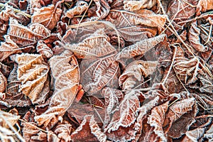 brown frosty leaves in macro nature detail