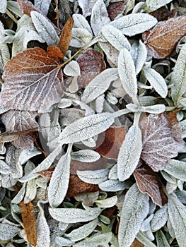 Brown Frozen leaves background texture symbolizing winter mornings