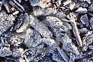 Brown Frozen leaves texture. Beautiful winter seasonal natural background.