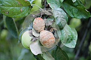 Brown fruit rot of apple caused by Monilia fungus