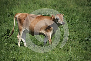 Brown frysian young calf of a cow on a meadow in the Netherlands.