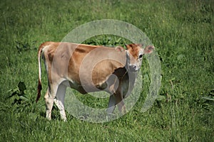 Brown frysian young calf of a cow on a meadow in the Netherlands.
