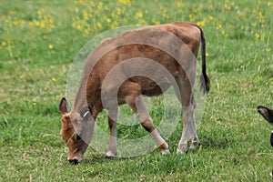 Brown frysian young calf of a cow on a meadow in the Netherlands.