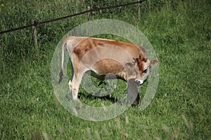 Brown frysian young calf of a cow on a meadow in the Netherlands.