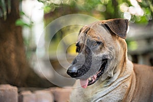 Brown full-grown adult dog with natural bokeh. Days in the life of a senior dog