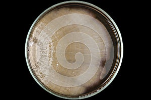 Brown fungi or mold contaminate on agar plate (petri dish). fungi or mold contamination. fungi or mold grow on yeast