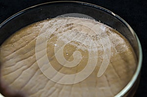 Brown fungi or mold contaminate on agar plate (petri dish). fungi or mold contamination. fungi or mold grow on yeast photo
