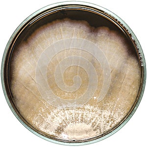 Brown fungi or mold contaminate on agar plate (petri dish). fungi or mold contamination. fungi or mold grow on yeast photo