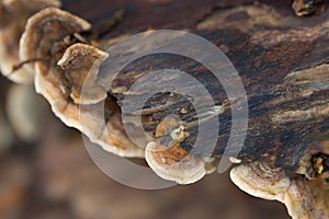 brown fungus colony on tree closeup selective focus