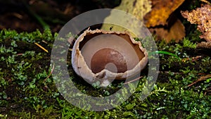 Brown fungus Peziza on old wood in moss with dark bokeh background, selective focus, shallow DOF