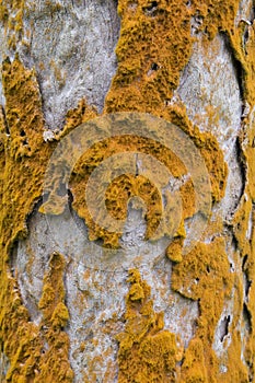 Brown fungus on a tree bark