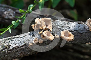 Brown funnel mushrooms growing from a fallen tree.