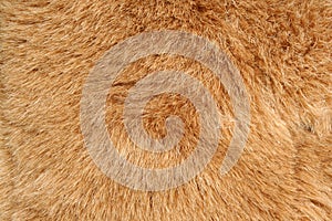 Brown fur background texture