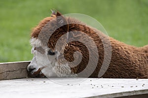 Brown fur hair Alpaca in a green meadow. eats chunks. Selective focus on the head of the alpaca, photo of head