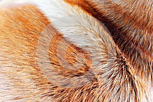 Brown fur hair texture of dog