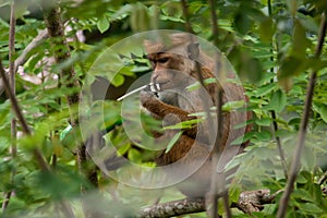 Brown fur macaque monkey sitting on a tree branch playing with a straw and holding a packet of juice behind green leaves