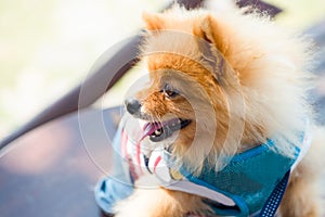 Brown fur Pomeranian dog with tongue smiling hold by unknown own