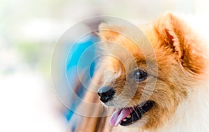 Brown fur Pomeranian dog with tongue smiling hold by unknown own