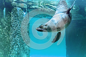 Brown Fur Seal