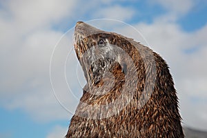 Brown fur seal