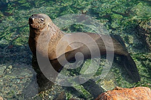 Brown fur seal