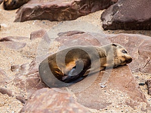 Brown Fur Seal (Arctocephalus pusillus)