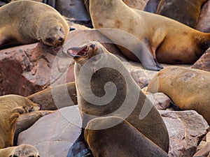 Brown Fur Seal (Arctocephalus pusillus)