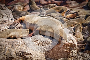 A brown fur seal Arctocephalus pusillus nursing her little baby, Cape Cross, Namibia.