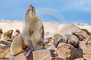 A brown fur seal Arctocephalus pusillus relaxing in the sun, Cape Cross, Namibia.