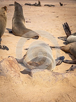 A brown fur seal Arctocephalus pusillus sleeping, Cape Cross, Namibia.