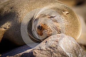 A brown fur seal Arctocephalus pusillus sleeping, Cape Cross, Namibia.