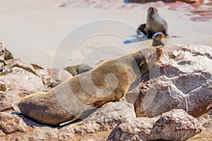 A brown fur seal Arctocephalus pusillus sleeping, Cape Cross, Namibia.