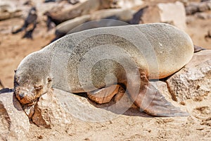 A brown fur seal Arctocephalus pusillus sleeping, Cape Cross, Namibia.