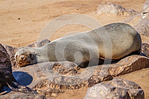 A brown fur seal Arctocephalus pusillus sleeping, Cape Cross, Namibia.