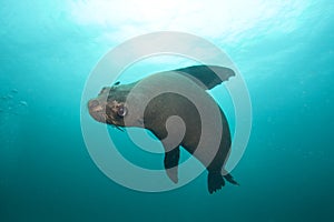 brown fur seal, arctocephalus pusillus, South Africa