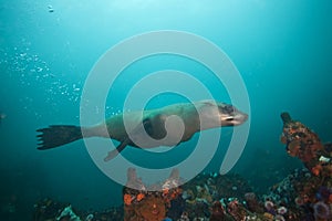 brown fur seal, arctocephalus pusillus, South Africa