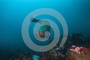 brown fur seal, arctocephalus pusillus, South Africa