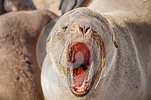 A brown fur seal Arctocephalus pusillus yawning, Cape Cross, Namibia.